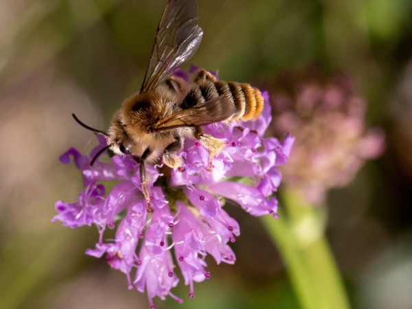 D.argentata Patrick Serra inaturalist 1