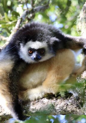 IMG 0473 P diadema TAPA Irwin