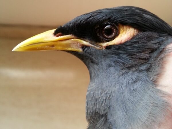 Myna6