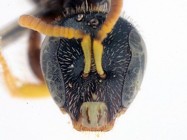 Nomioides chalybeatus F Lesvos DSC 9648