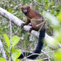 Red bellied lemur Eulemur rubriventer 1