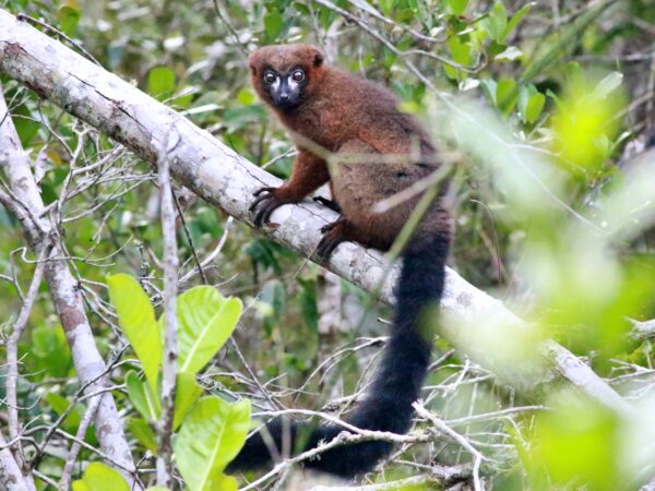 Red bellied lemur Eulemur rubriventer 1