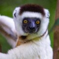 Sifaka Parc National dAndohahela copiright MNP Andohahela