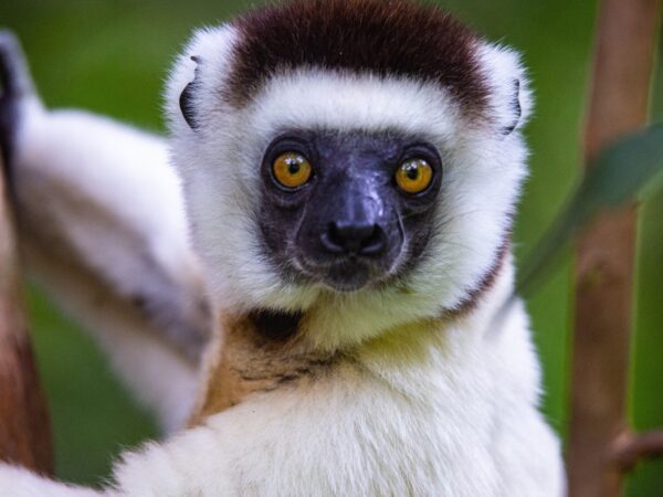 Sifaka Parc National dAndohahela copiright MNP Andohahela