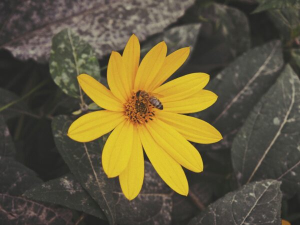 free photo of bee on yellow flower in zagreb s autumn
