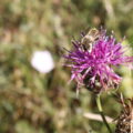 un macho de abeja cortadora de hojas genero Megachile sobre una flor de Centaurea