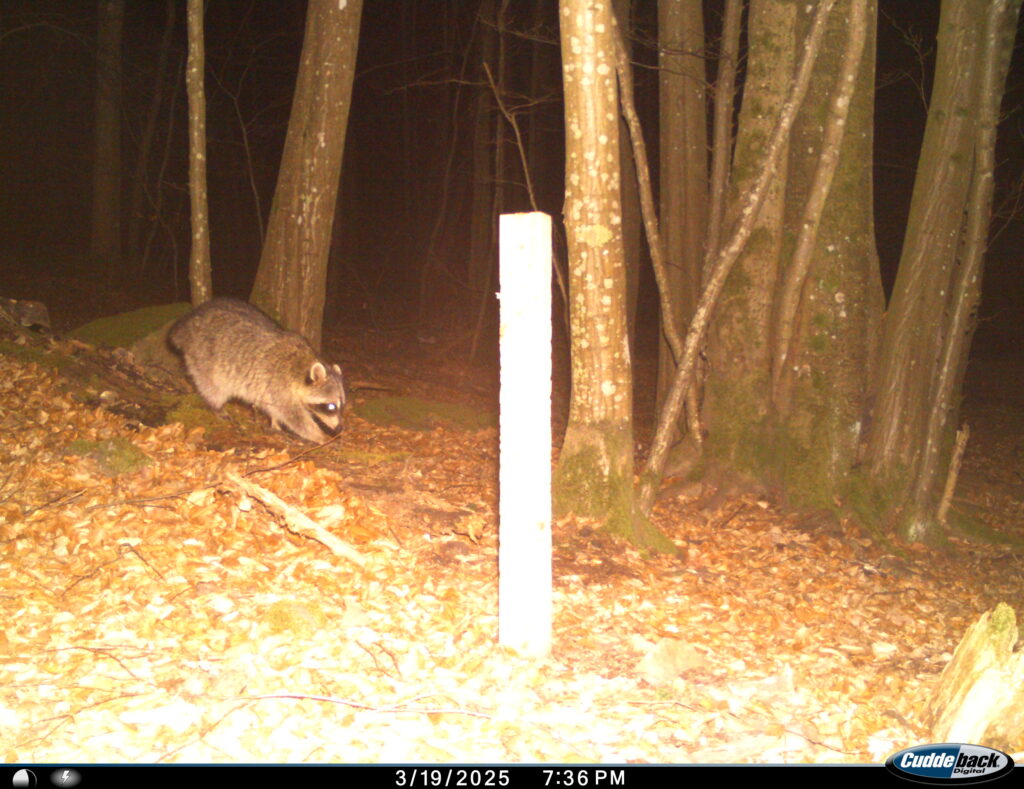 Conservationists in Europe are racing to stop the next invasive species before it spreads 7 8561 Racoon Austria Thayatal cNPTT