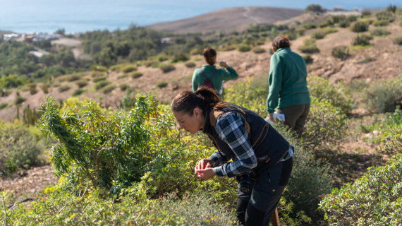 World Bee Day: New momentum for pollinator conservation - News | IUCN