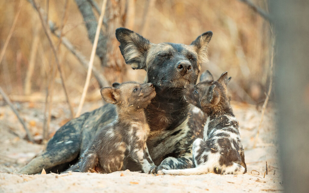 © Zambia Carnivore Program