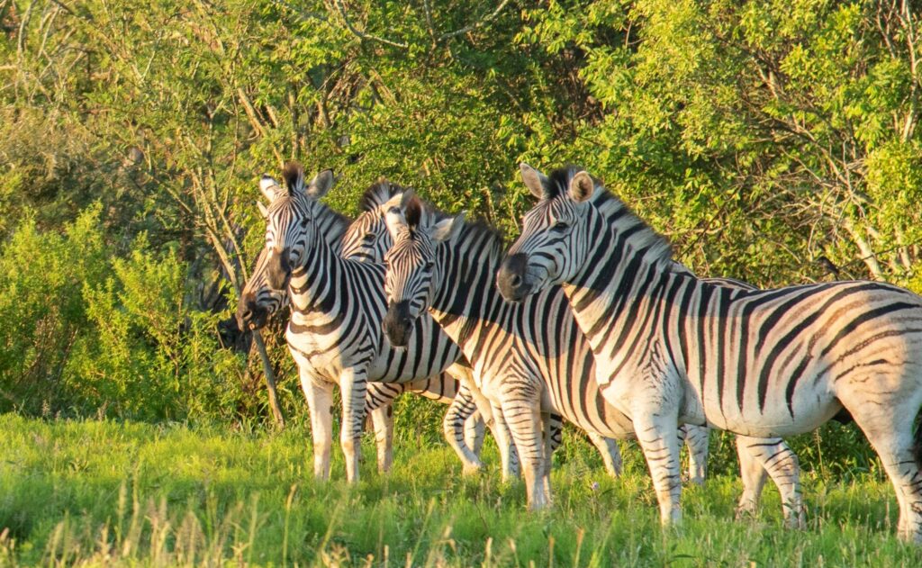 What works in conservation? New study identifies the approaches delivering the strongest results for Africa's wildlife 8 a herd of zebras Wildlands Conservation Trust 1