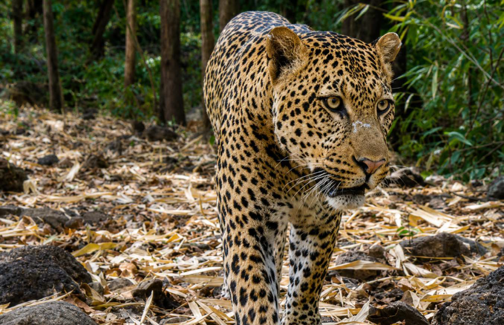 What works in conservation? New study identifies the approaches delivering the strongest results for Africa's wildlife 5 image