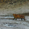 4508 WTI Bengal tiger Sundarban India Satyaki Naha scaled e1784896244427