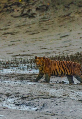 4508 WTI Bengal tiger Sundarban India Satyaki Naha scaled e1784896244427