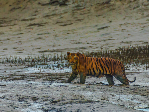 4508 WTI Bengal tiger Sundarban India Satyaki Naha scaled e1784896244427