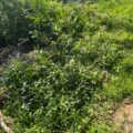 Alternanthera 3jul26 2