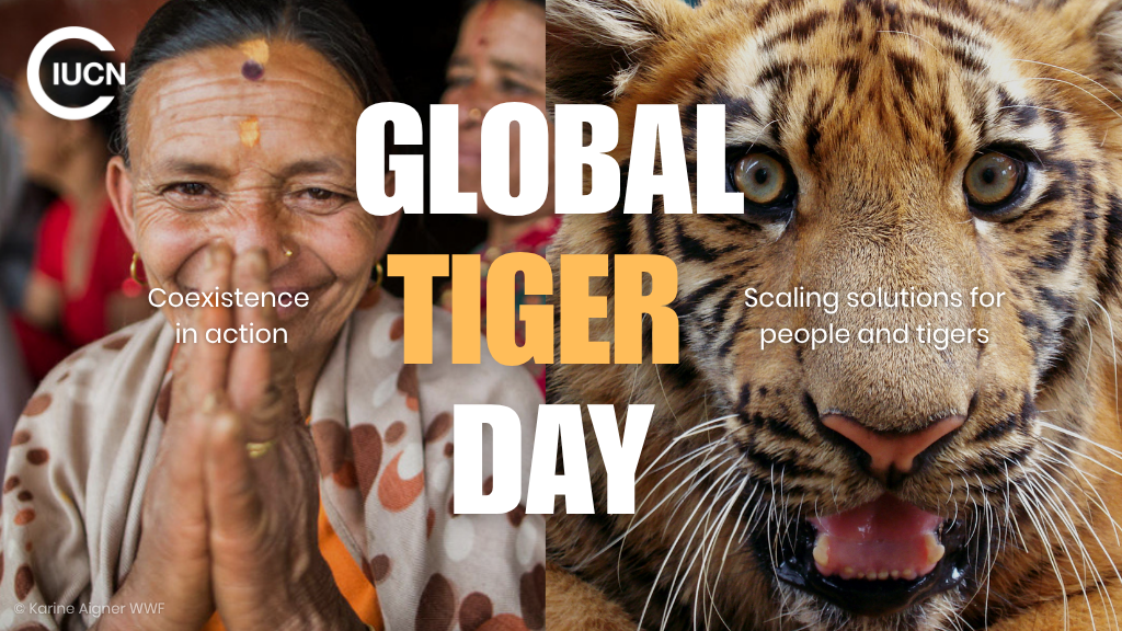 Global Tiger Day 2026 Coexistence In Action Scaling Solutions For 