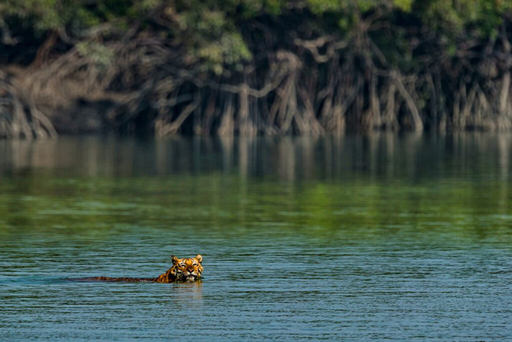 Tiger Sandeep Dutta WTI