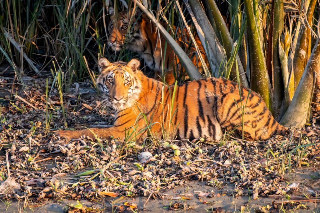 4509 Royal Bengal Tiger Sundarbans Bangladesh Dr Niaz Abdur Rahman