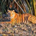 4509 Royal Bengal Tiger Sundarbans Bangladesh Dr Niaz Abdur Rahman