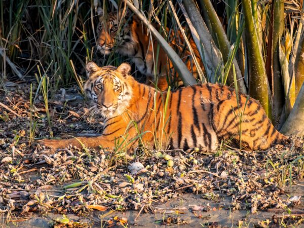 4509 Royal Bengal Tiger Sundarbans Bangladesh Dr Niaz Abdur Rahman