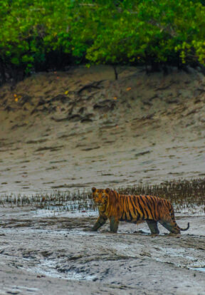 4508 WTI Bengal tiger Sundarban India Satyaki Naha 1