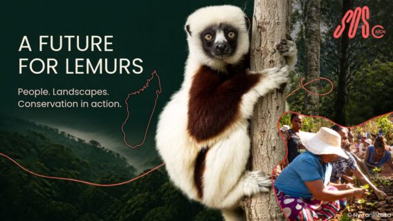 A future for lemurs