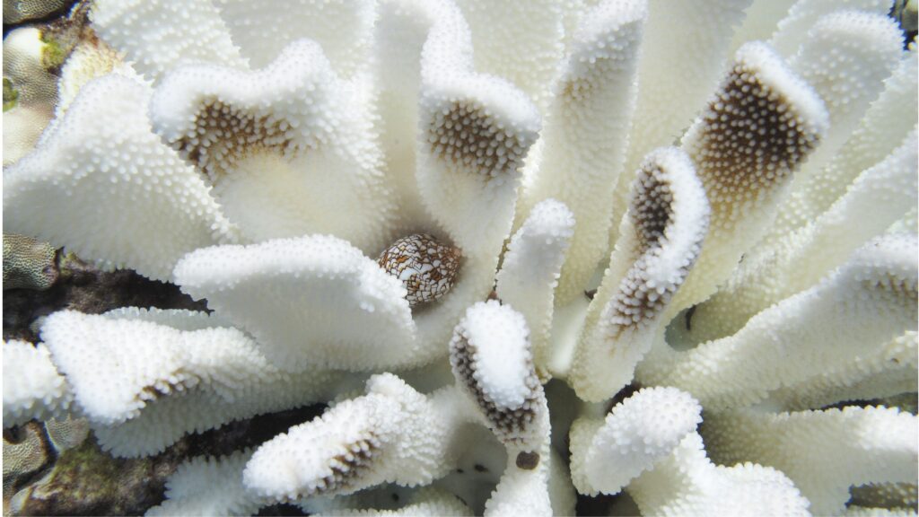 Coral Bleaching WHawaii 2015 credits Lindsey Kramer Hawaii Wildlife Fund 1
