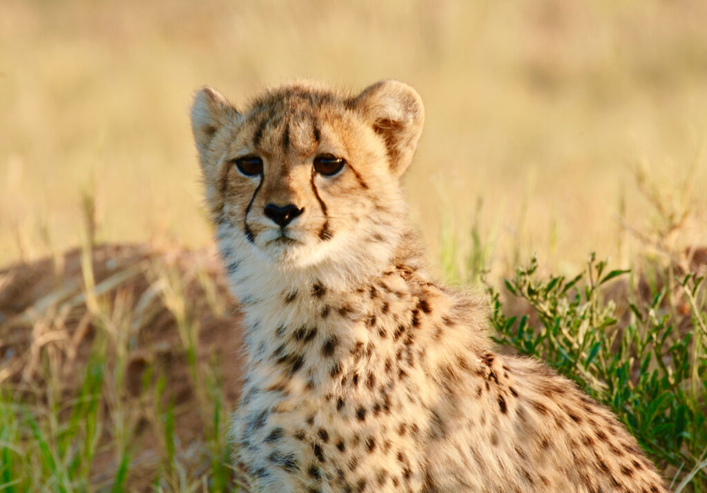 Credit Cheetah Conservation Botswana 1