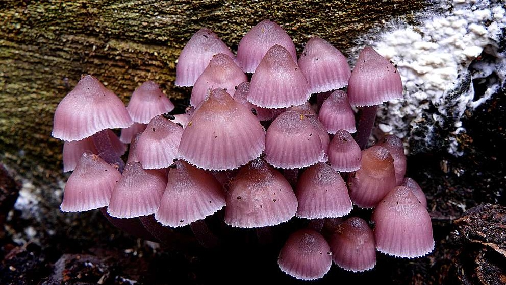 mycena haematopus 285963 1024 1