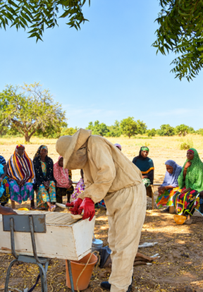 page26 or 27 Community Beekeeping Demonstration under Trees COGEZOH 1
